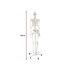 Human Skeleton Anatomical Model 180cm