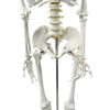 Human Skeleton Anatomical Model 180cm