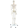 Human Skeleton Anatomical Model 180cm