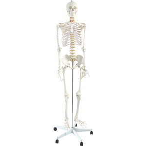 Human Skeleton Anatomical Model 180cm