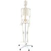 Human Skeleton Anatomical Model 180cm