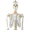 Human Skeleton Anatomical Model 180cm