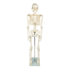 Anatomical 85cm Tall Human Skeleton with Stand Model - Medical Anatomy