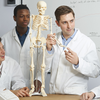 Anatomical 85cm Tall Human Skeleton with Stand Model - Medical Anatomy