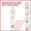 Anatomical 85cm Tall Human Skeleton with Stand Model - Medical Anatomy