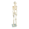 Anatomical 85cm Tall Human Skeleton with Stand Model - Medical Anatomy